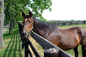 Kentucky Horse Park