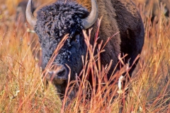 Minnesota