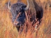 Bison at Blue Mounds State Park