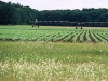 Farm field and agriculture along the Mississippi River