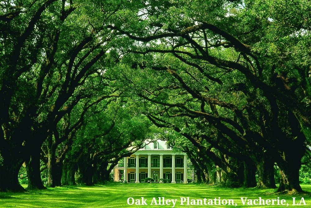Oak Alley Plantation Vacherie Plantation Country