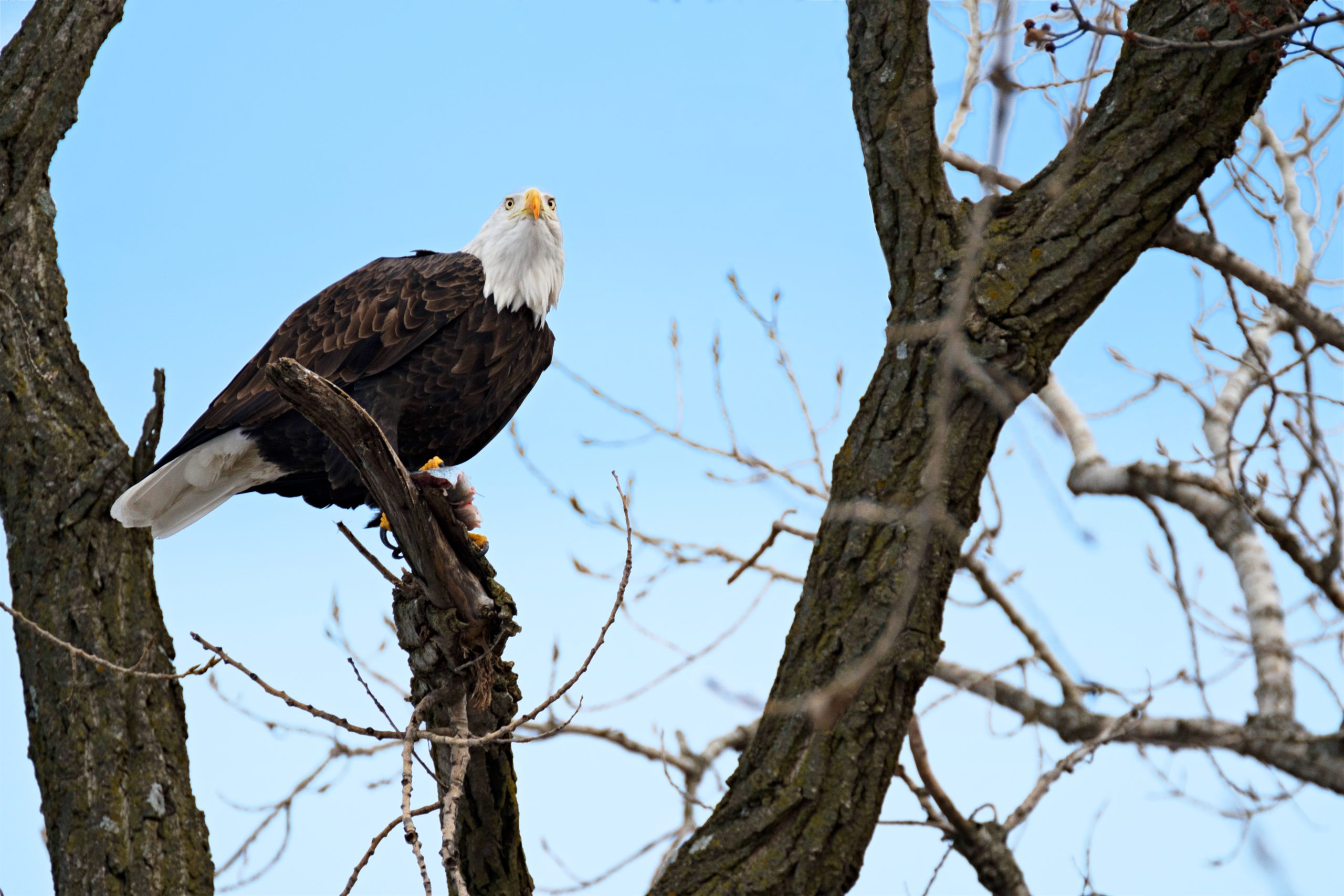 bald eagle in tree missisippi river illinois