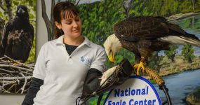 Bald eagle demonstration at National Eagle Center Wabasha Minnesota