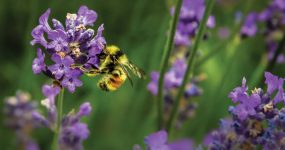 Bee on lavender flower
