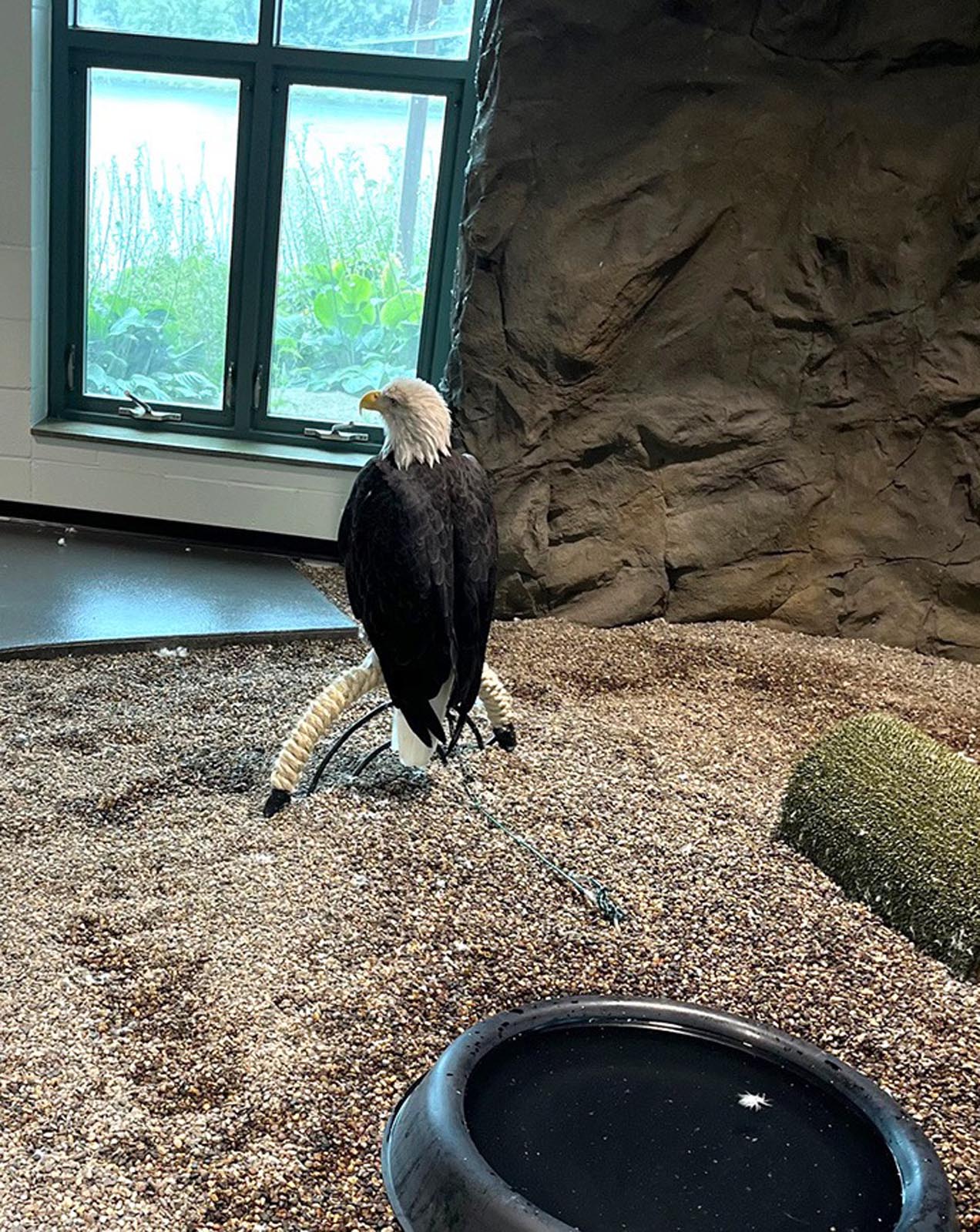 Bald eagle at National Eagle Center in Wabasha, Minnesota