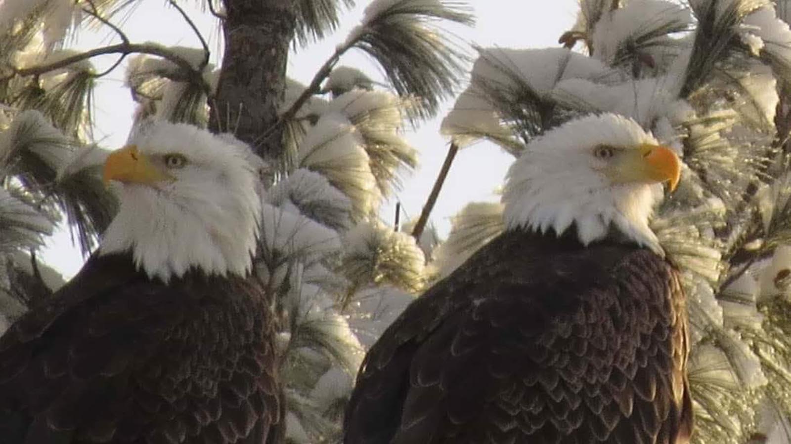 Pair of bald eagles in a tree in winter along the Great River Road
